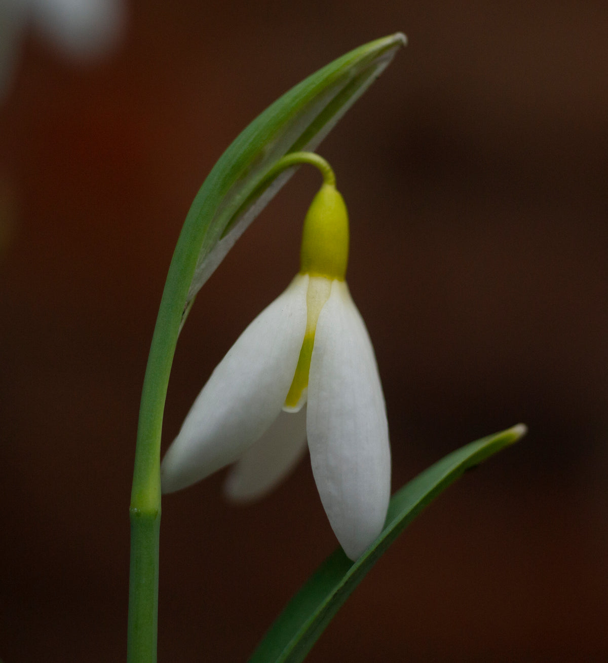 Galanthus x valentinei 'Dryad Gold Ribbon' snowdrop – photo 3