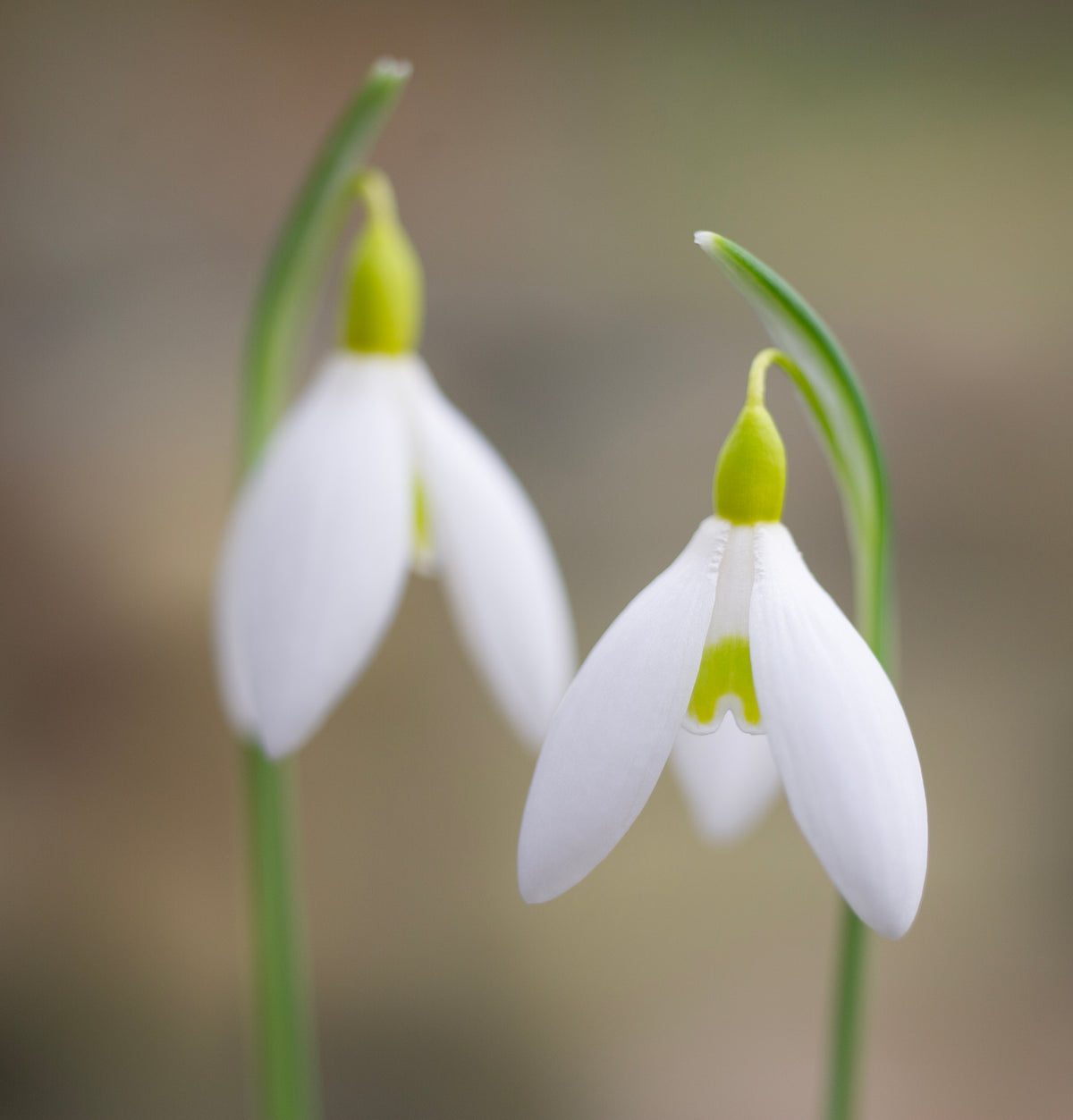 Galanthus x valentinei 'Dryad Gold Sceptre' snowdrop – photo 4