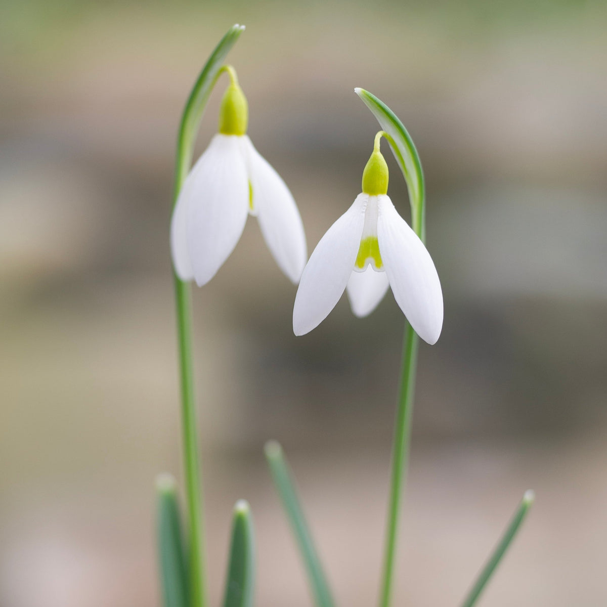 Galanthus x valentinei 'Dryad Gold Sceptre' snowdrop flower