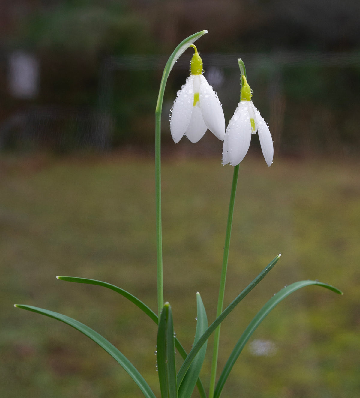 Galanthus x valentinei 'Dryad Gold Sceptre' snowdrop – photo 3