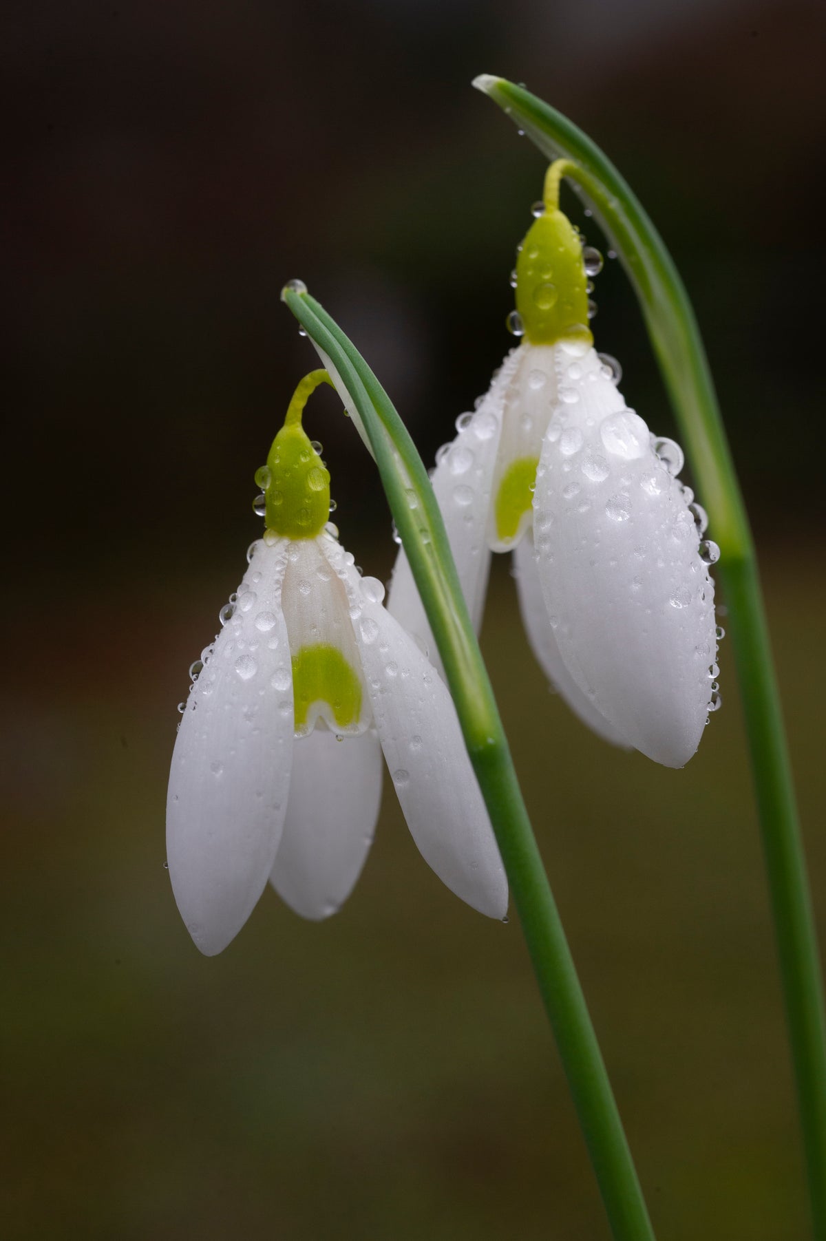 Galanthus x valentinei 'Dryad Gold Sceptre' snowdrop – photo 2