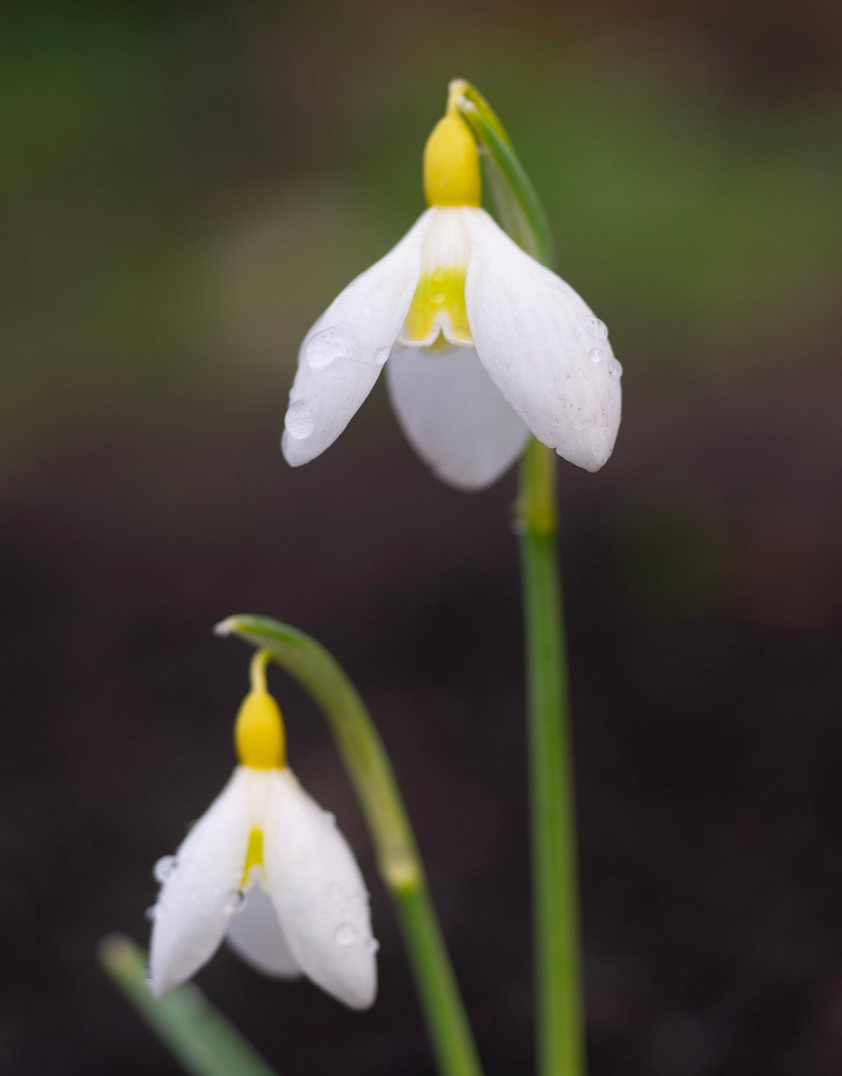 Galanthus x valentinei 'Dryad Gold Standard' snowdrop – photo 2