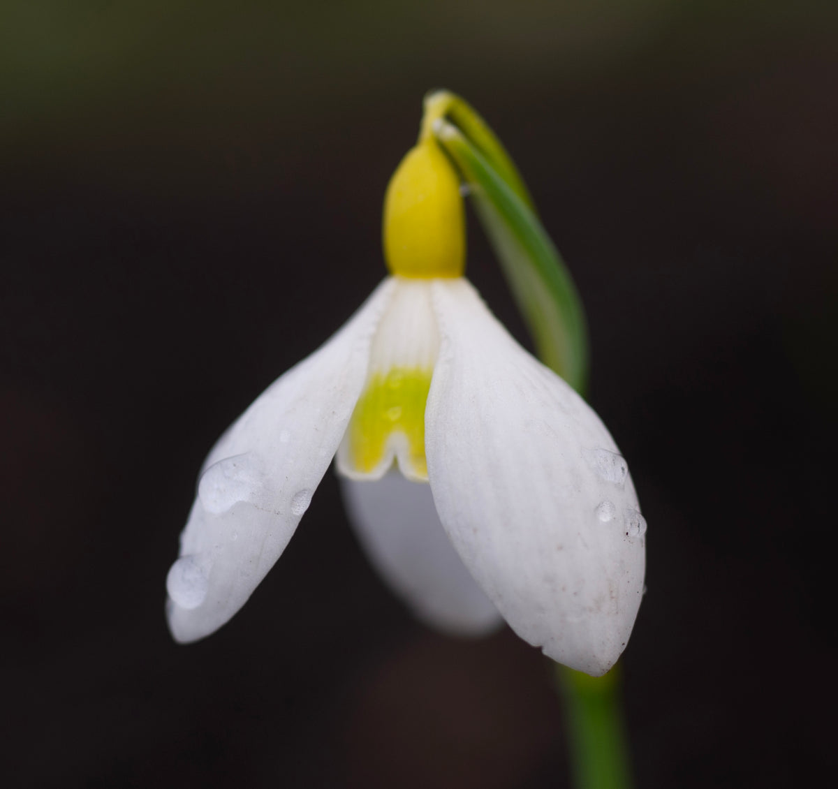 Galanthus x valentinei 'Dryad Gold Standard' snowdrop – photo 3