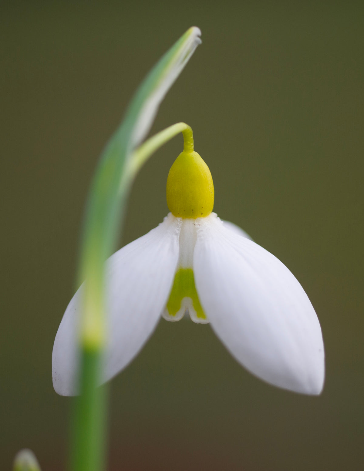 Galanthus x valentinei 'Dryad Gold Standard' snowdrop – photo 5