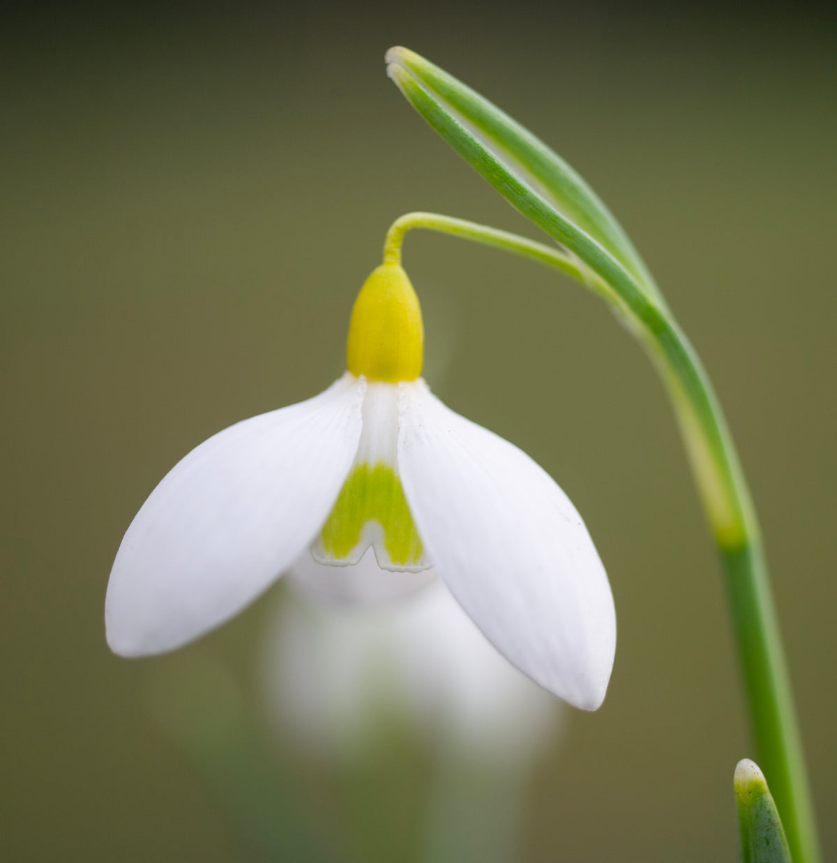 Galanthus x valentinei 'Dryad Gold Standard' snowdrop – photo 4