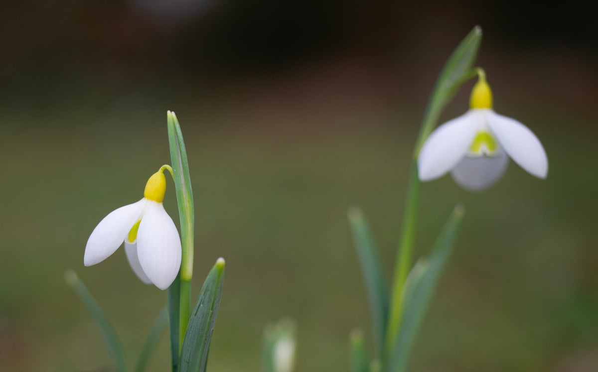 Galanthus x valentinei 'Dryad Gold Standard' snowdrop – photo 6