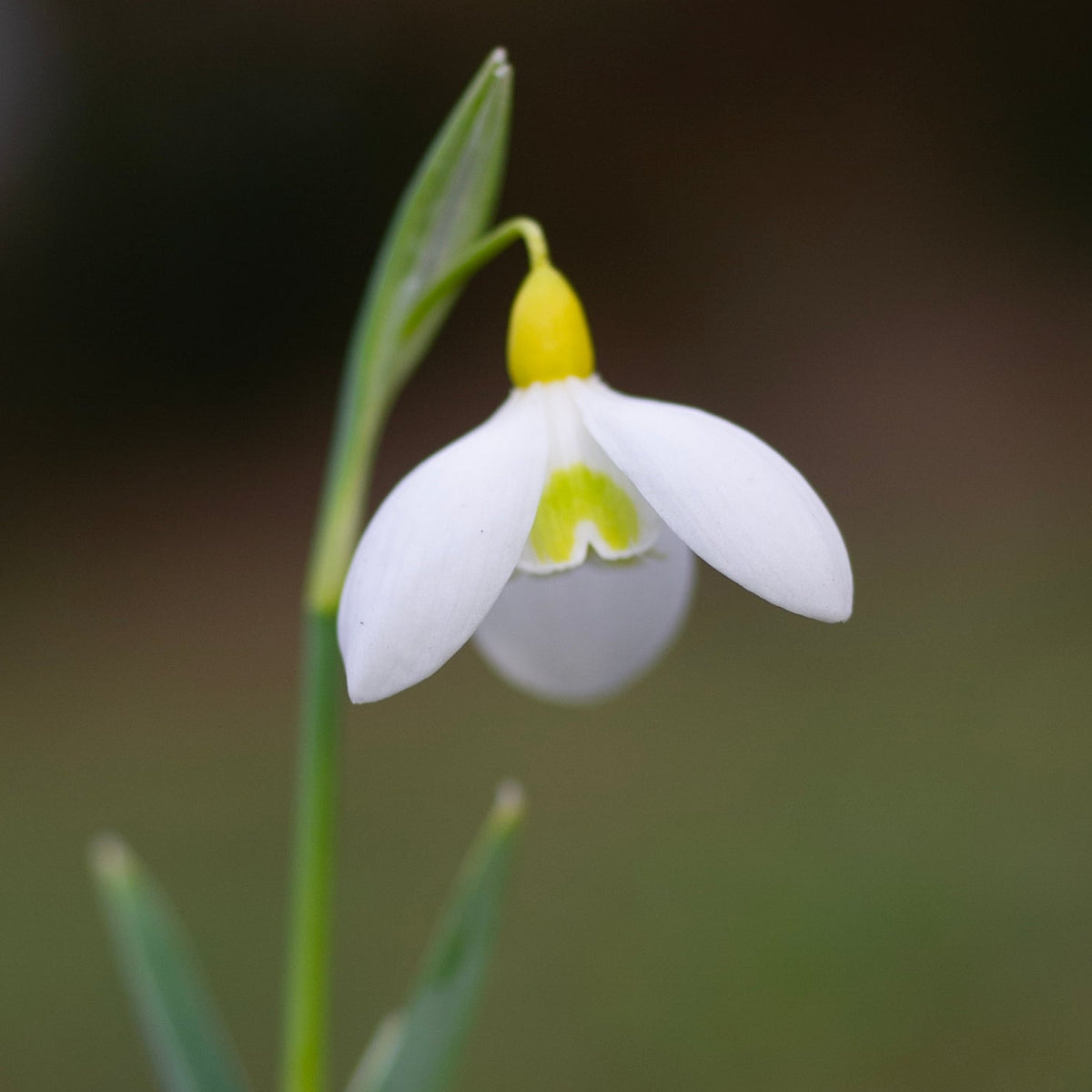 Galanthus x valentinei 'Dryad Gold Standard' snowdrop flower