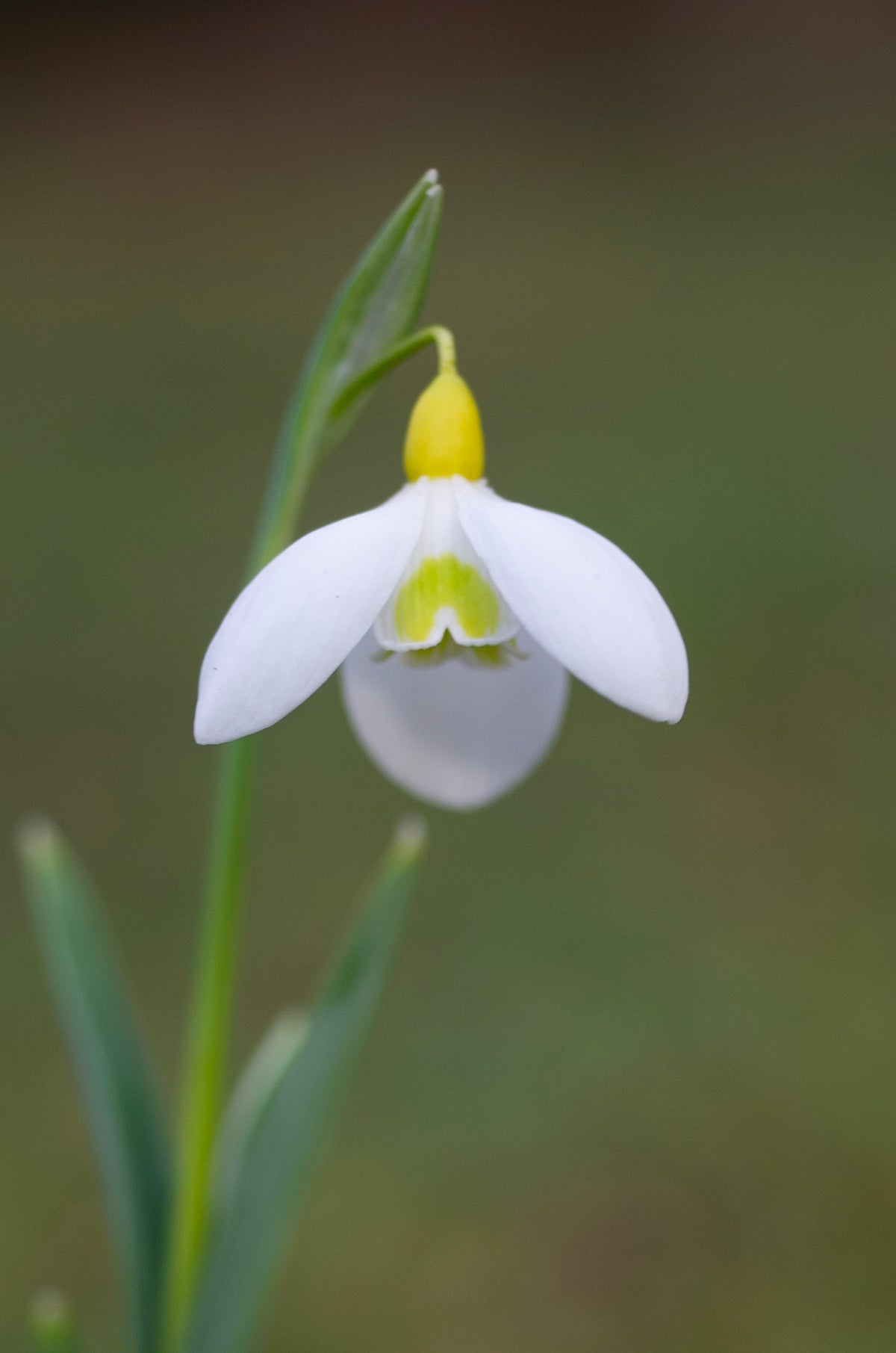 Galanthus x valentinei 'Dryad Gold Standard' snowdrop – photo 7