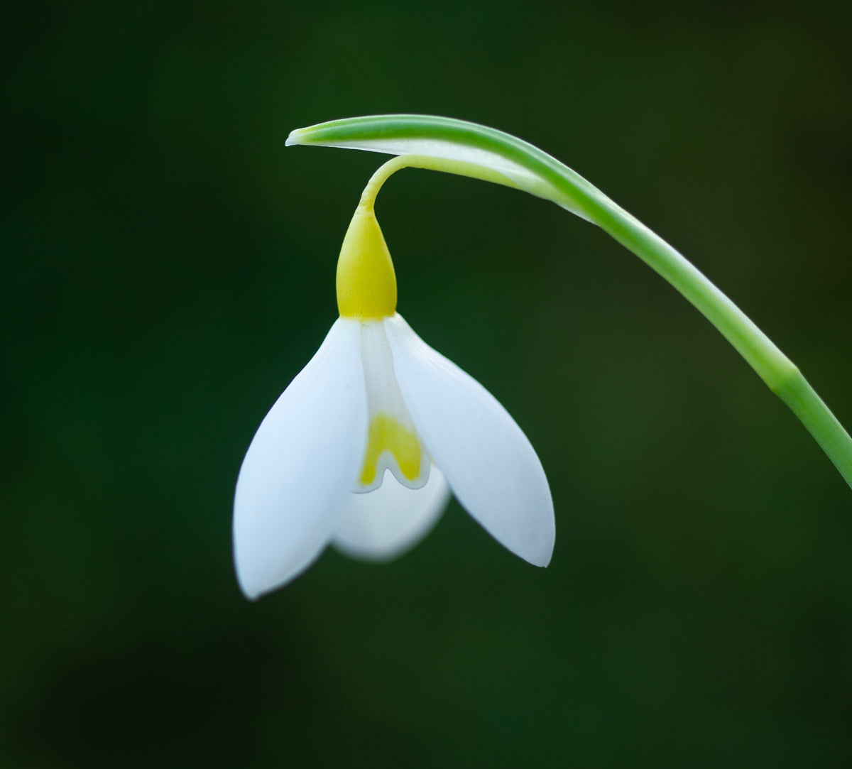 Galanthus x valentinei 'Dryad Gold Medal' snowdrop – photo 5