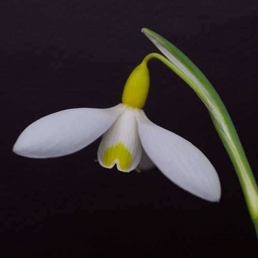 Galanthus x valentinei 'Dryad Gold Medal' snowdrop flower