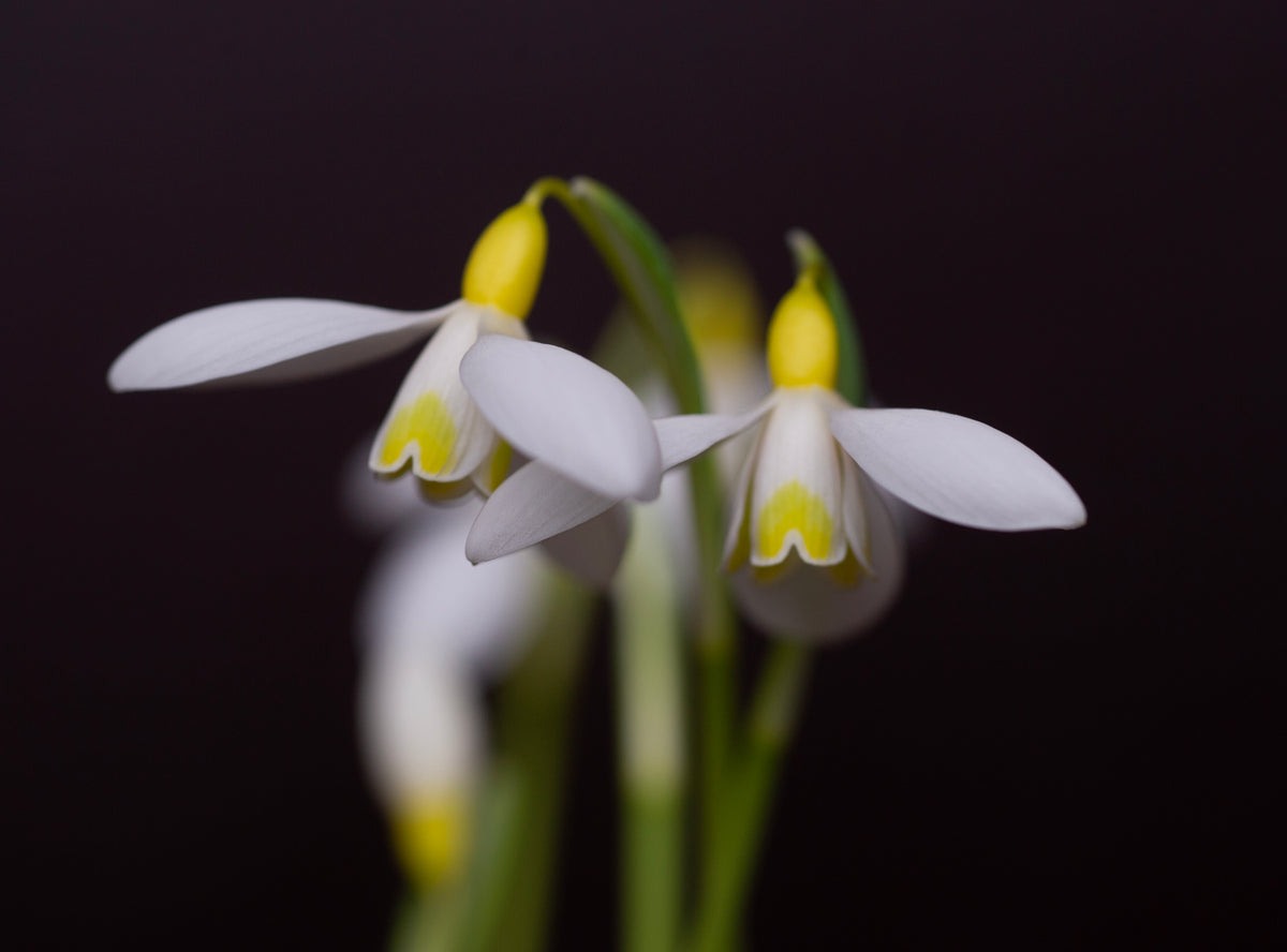 Galanthus x valentinei 'Dryad Gold Medal' snowdrop – photo 6