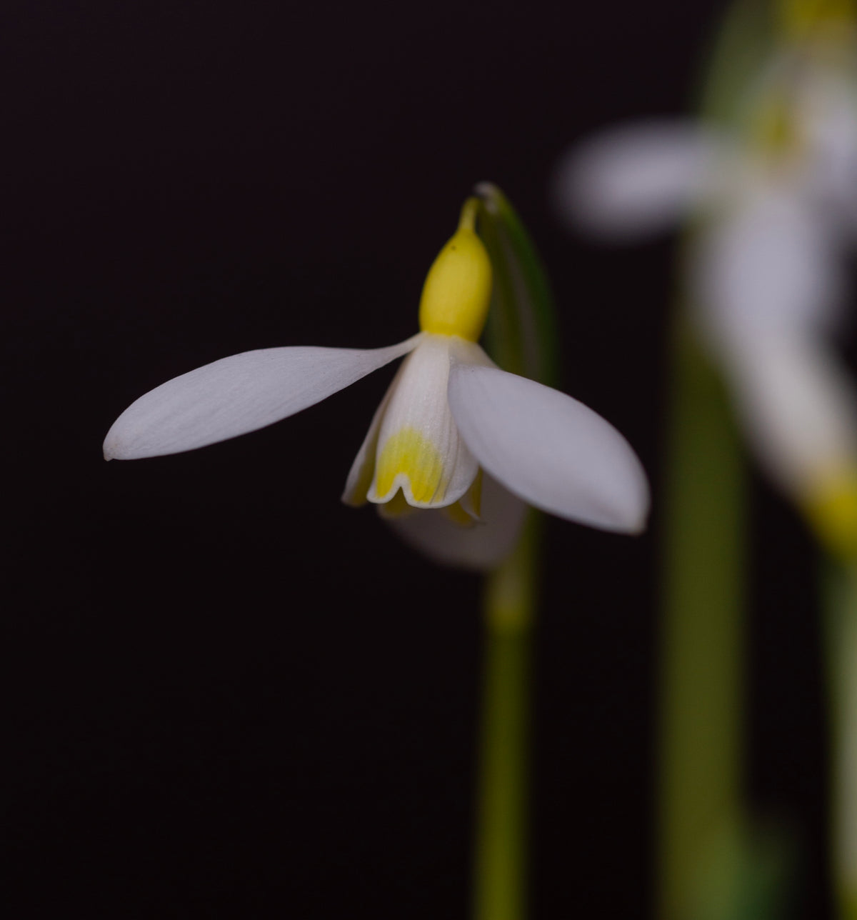 Galanthus x valentinei 'Dryad Gold Medal' snowdrop – photo 4
