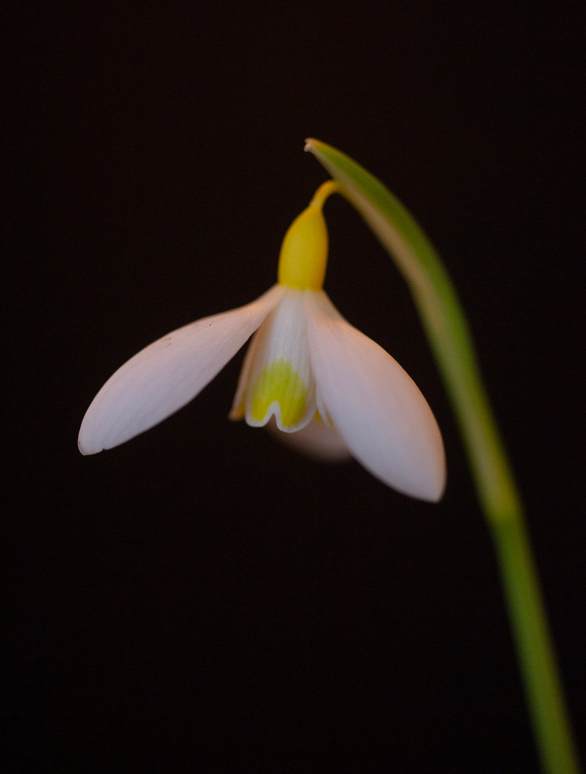 Galanthus x valentinei 'Dryad Gold Medal' snowdrop – photo 2