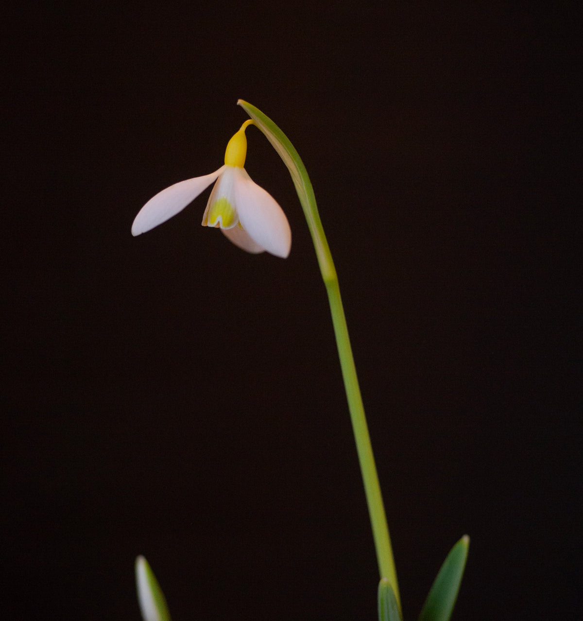 Galanthus x valentinei 'Dryad Gold Medal' snowdrop – photo 7