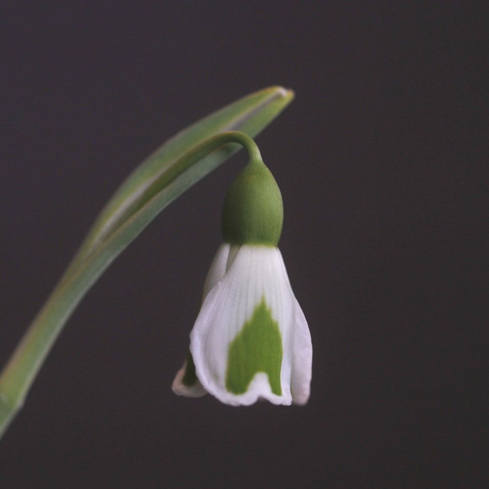 Galanthus plicatus 'Dryad Leto' snowdrop – photo 5