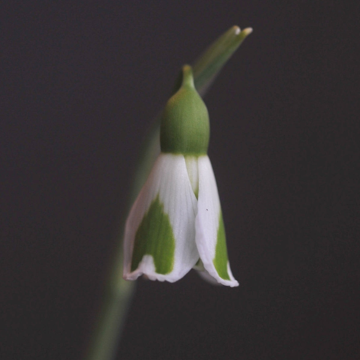 Galanthus plicatus 'Dryad Leto' snowdrop – photo 3