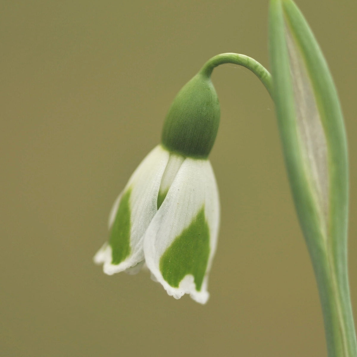 Galanthus plicatus 'Dryad Leto' snowdrop flower