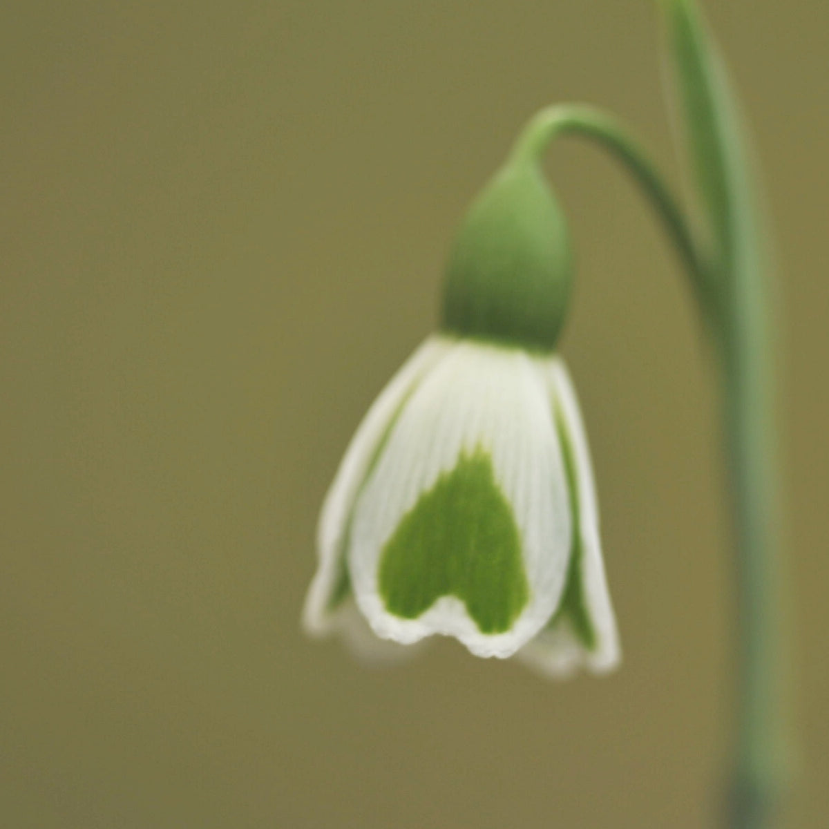 Galanthus plicatus 'Dryad Leto' snowdrop – photo 2