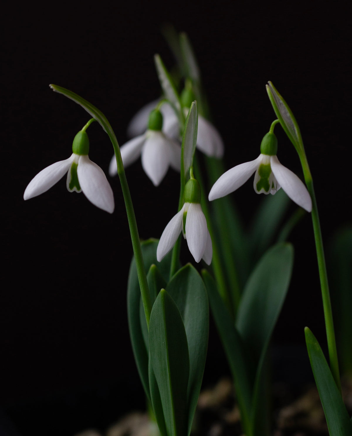 Galanthus 'Dymock' snowdrop – photo 2