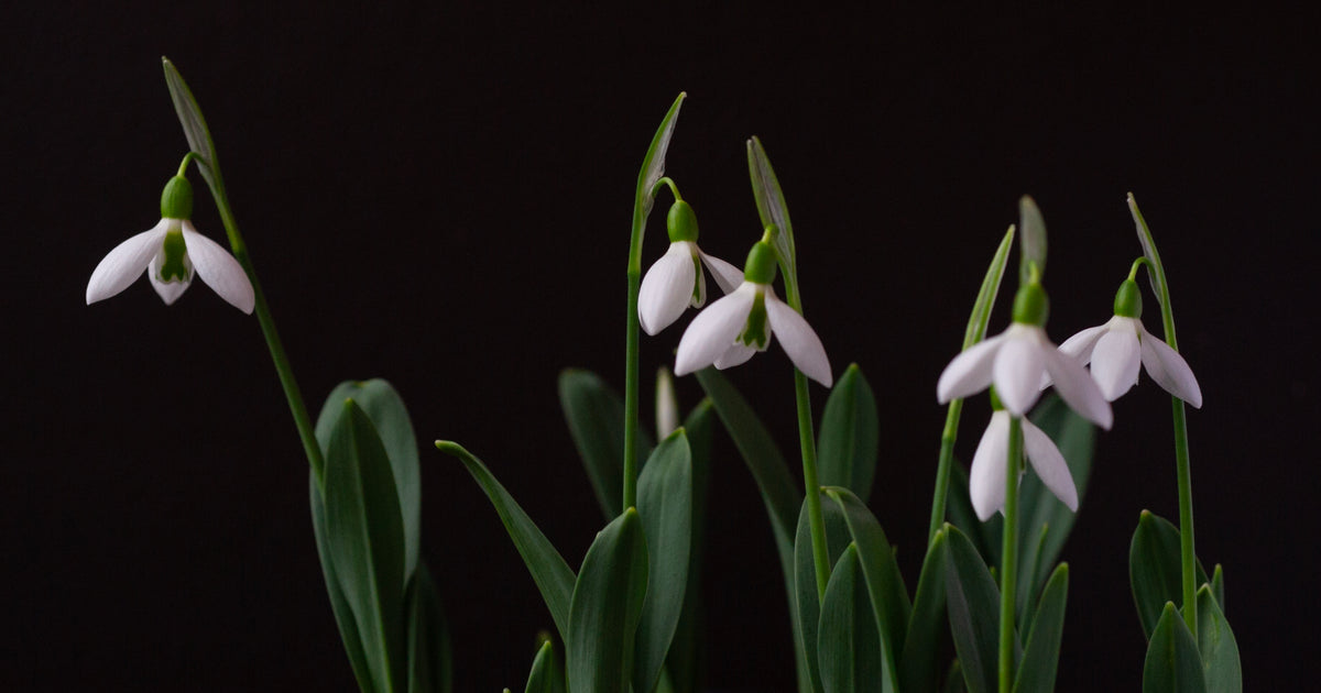 Galanthus 'Dymock' snowdrop – photo 4