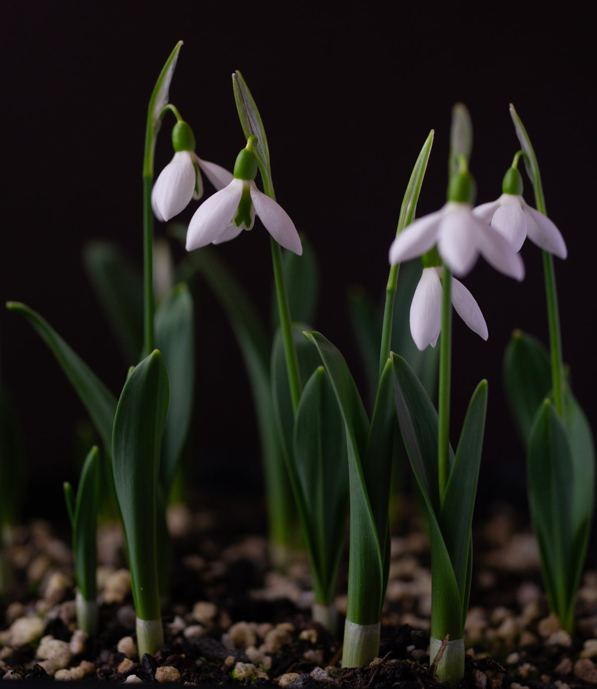 Galanthus 'Dymock' snowdrop – photo 7