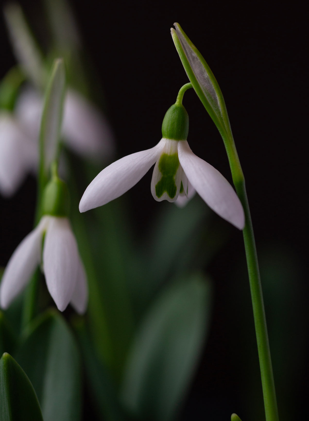 Galanthus 'Dymock' snowdrop – photo 8