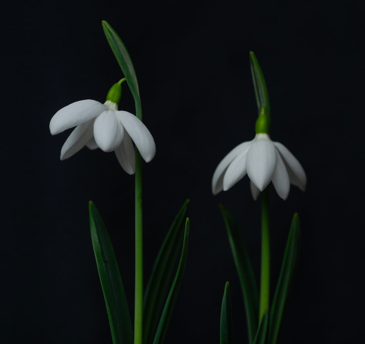 Galanthus plicatus 'E.A. Bowles' snowdrop – photo 2