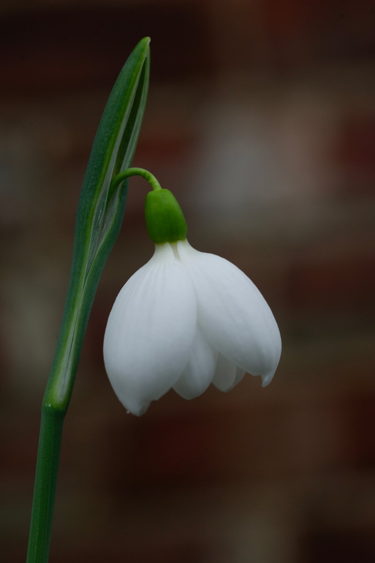 Galanthus plicatus 'E.A. Bowles' snowdrop – photo 3