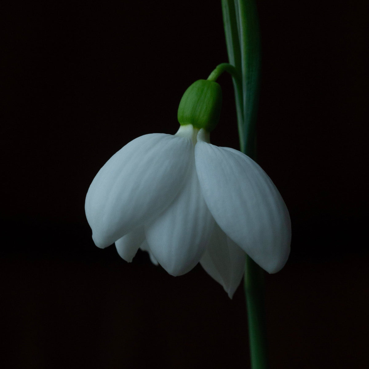Galanthus plicatus 'E.A. Bowles' snowdrop flower