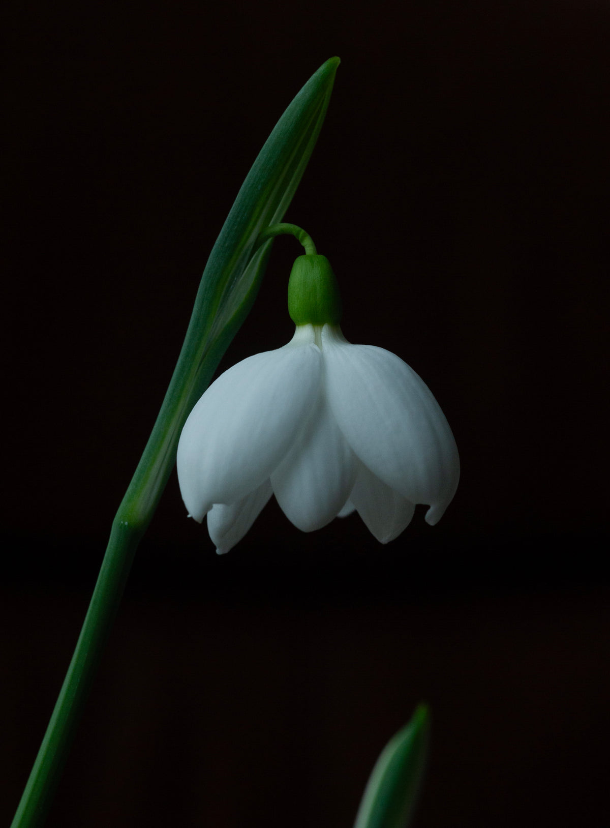 Galanthus plicatus 'E.A. Bowles' snowdrop – photo 4