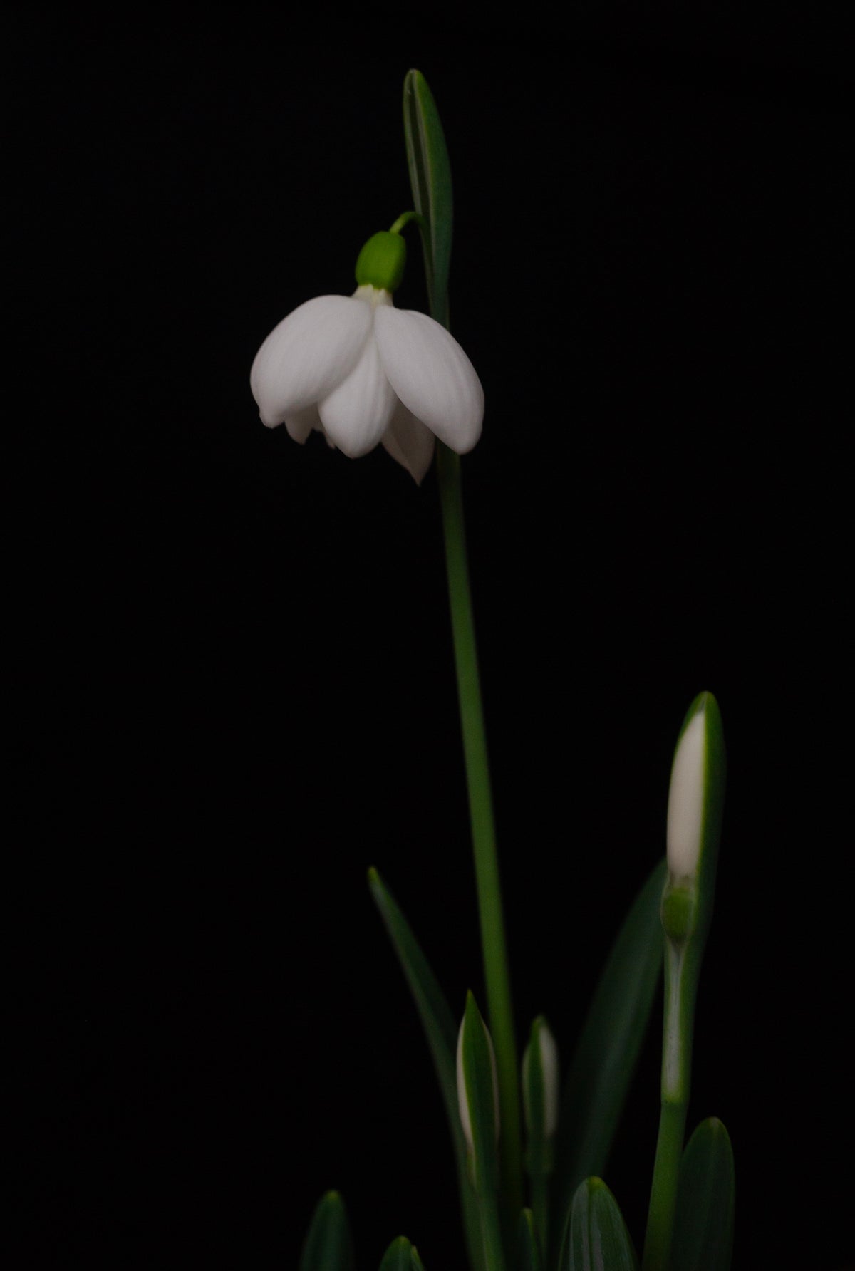 Galanthus plicatus 'E.A. Bowles' snowdrop – photo 5