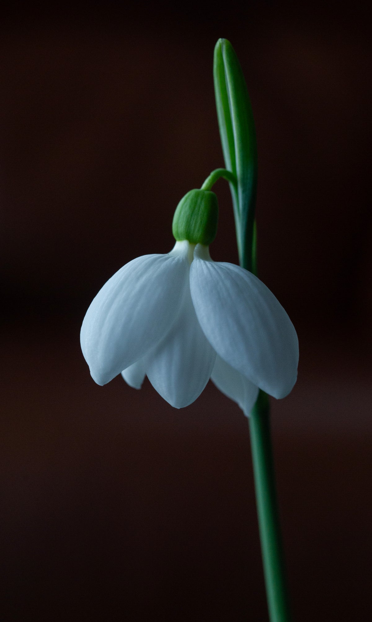 Galanthus plicatus 'E.A. Bowles' snowdrop – photo 6