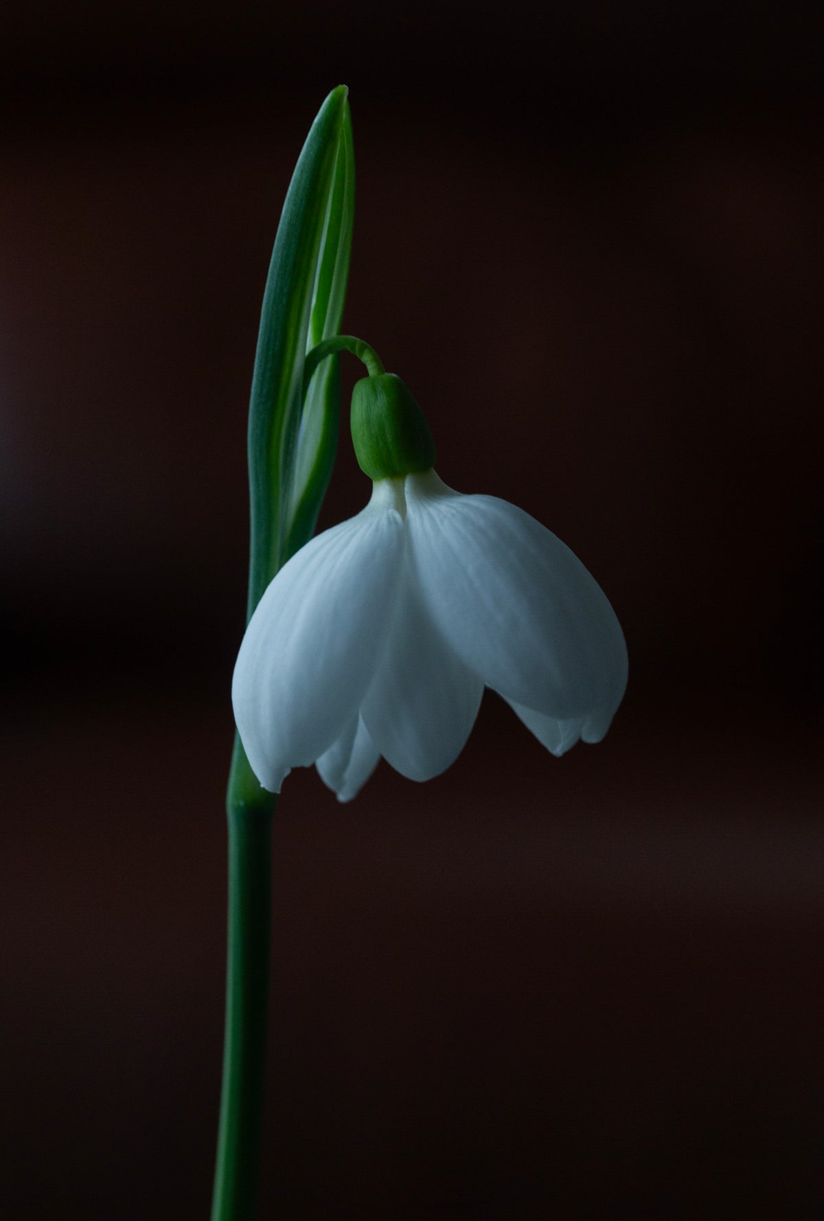 Galanthus plicatus 'E.A. Bowles' snowdrop – photo 7