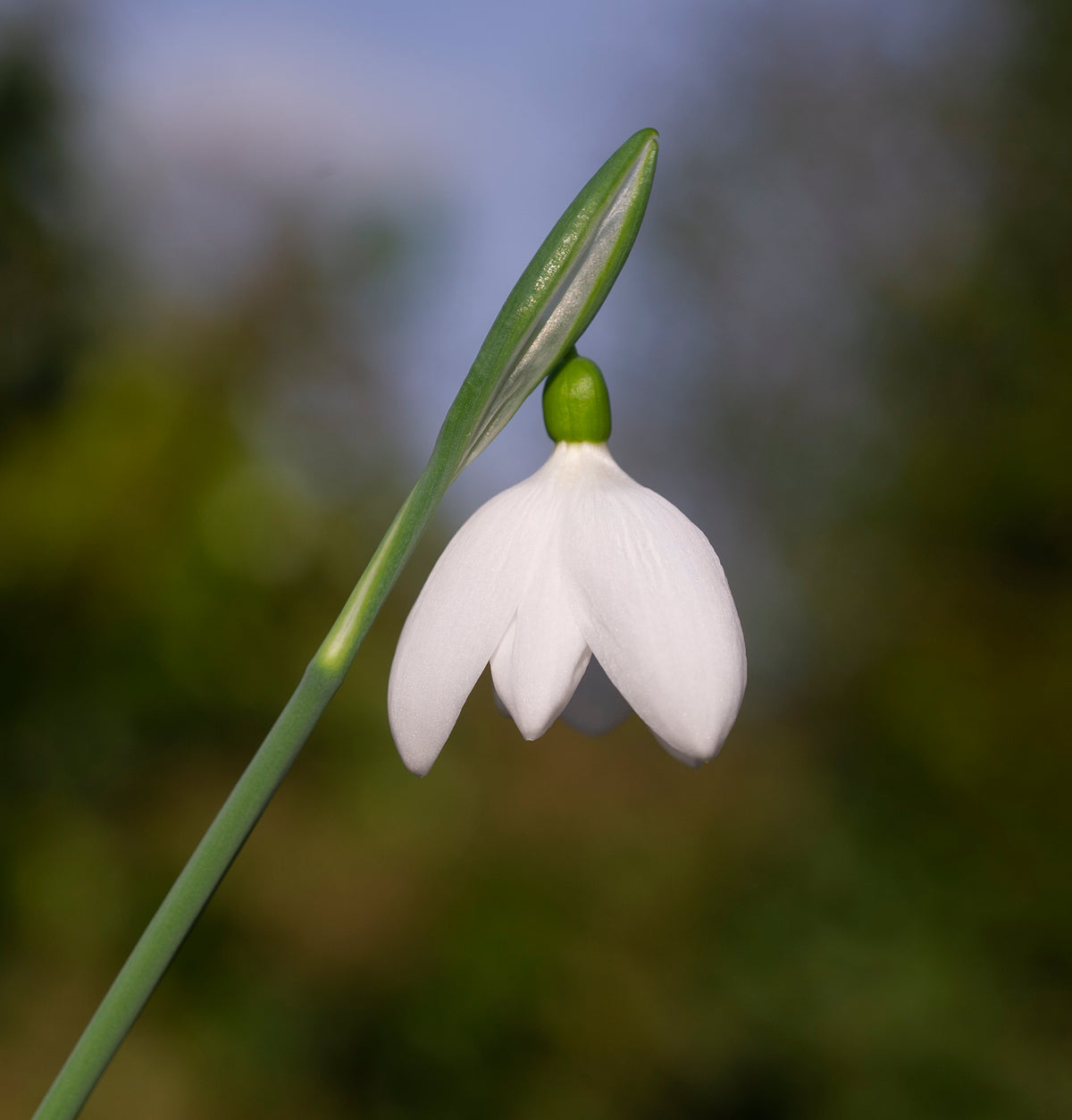 Galanthus plicatus 'E.A. Bowles' snowdrop – photo 8
