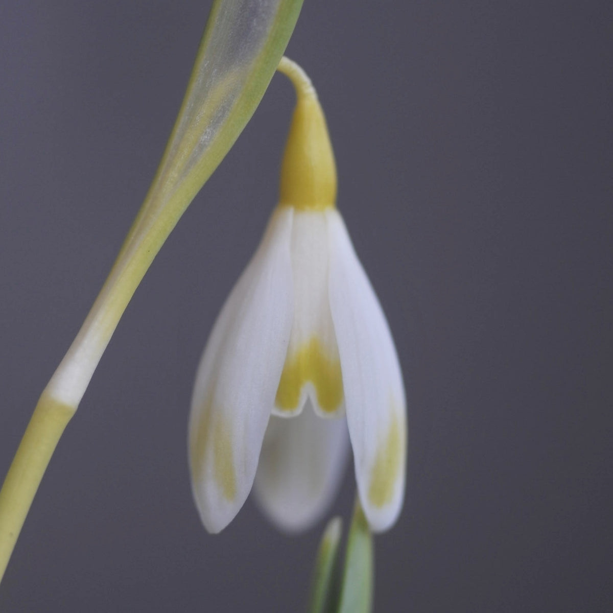 Galanthus nivalis 'Écusson d'Or' yellow snowdrop flower