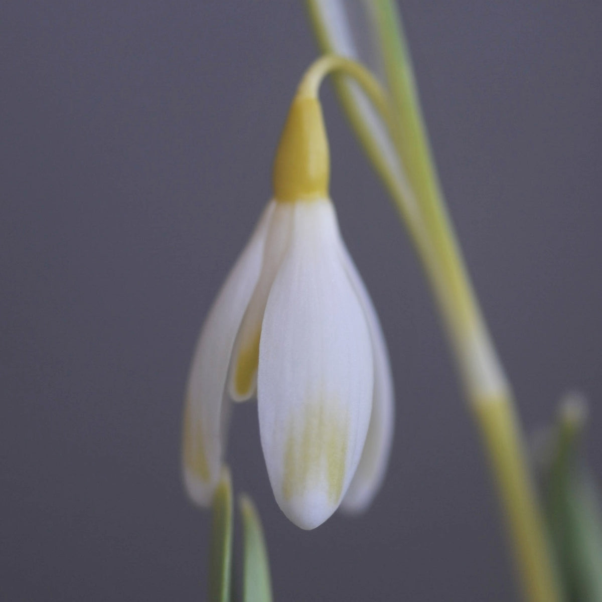 Galanthus nivalis 'Écusson d'Or' snowdrop – photo 2
