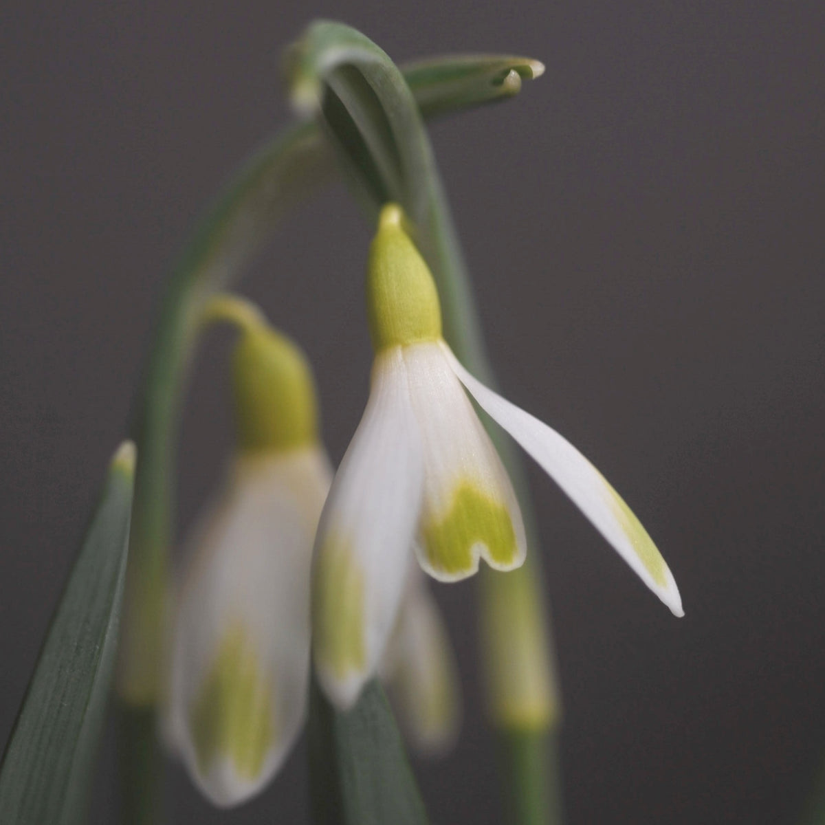 Galanthus nivalis 'Écusson d'Or' snowdrop – photo 3