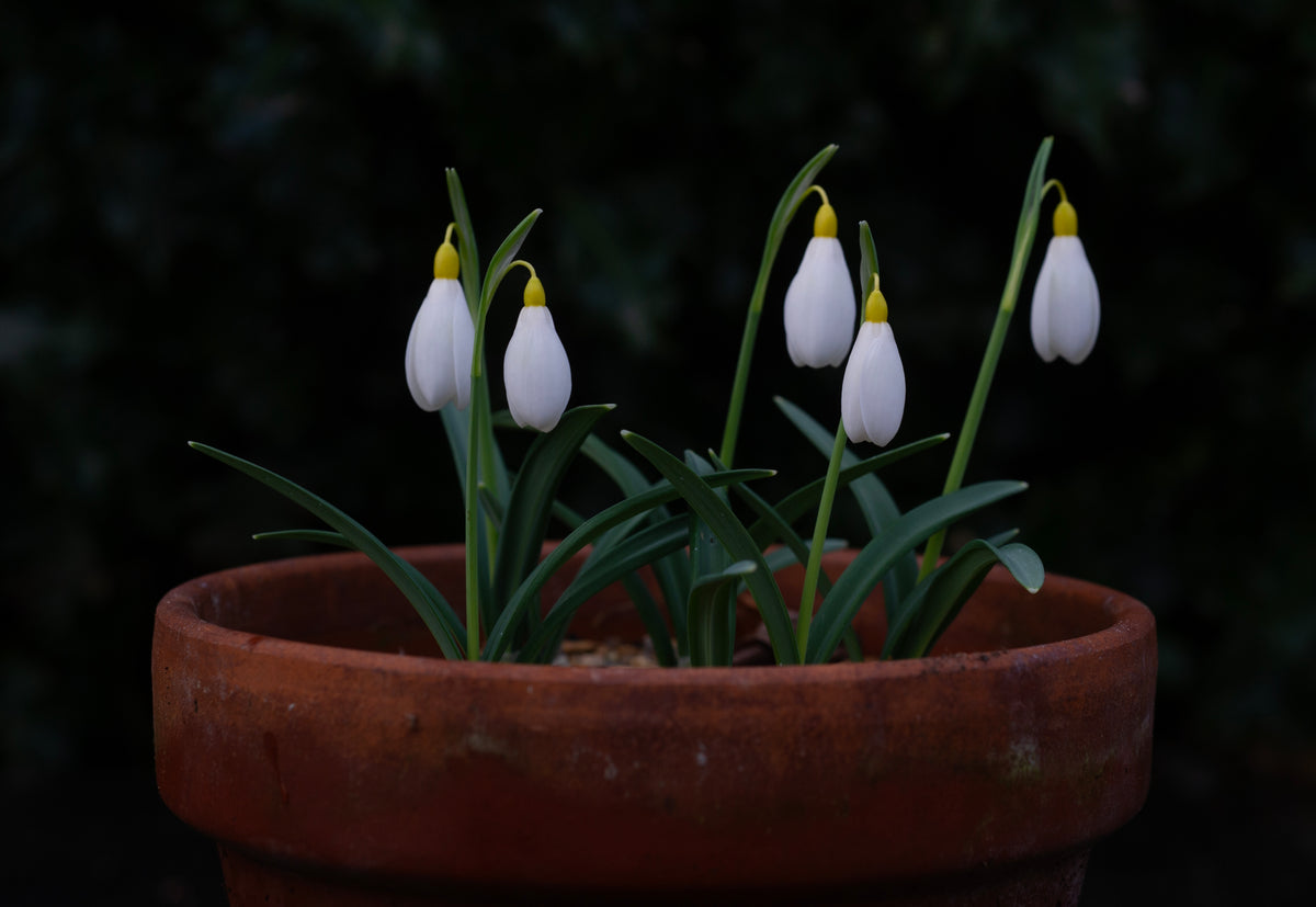 Galanthus x valentinei 'Elena Lucy' snowdrop – photo 3