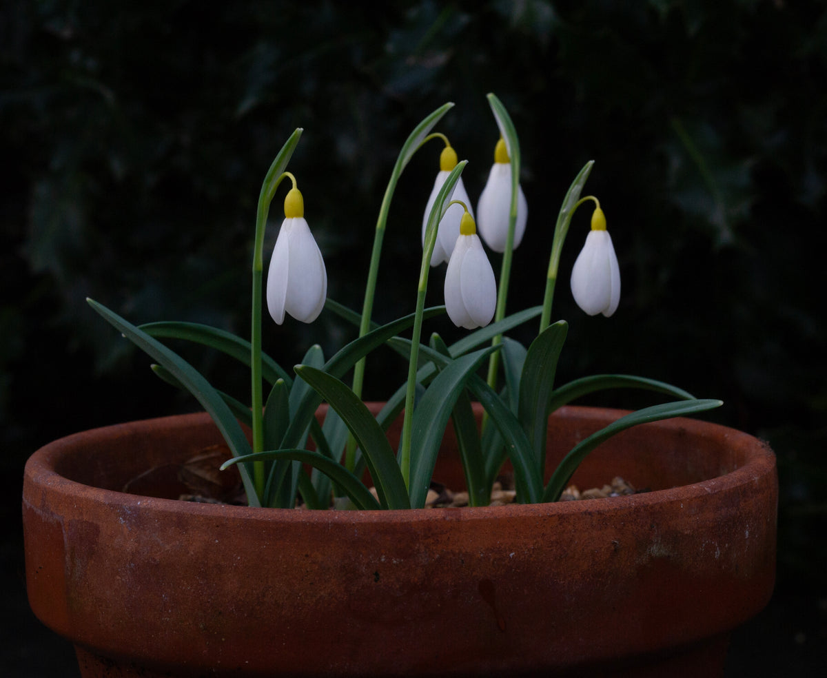 Galanthus x valentinei 'Elena Lucy' snowdrop – photo 4