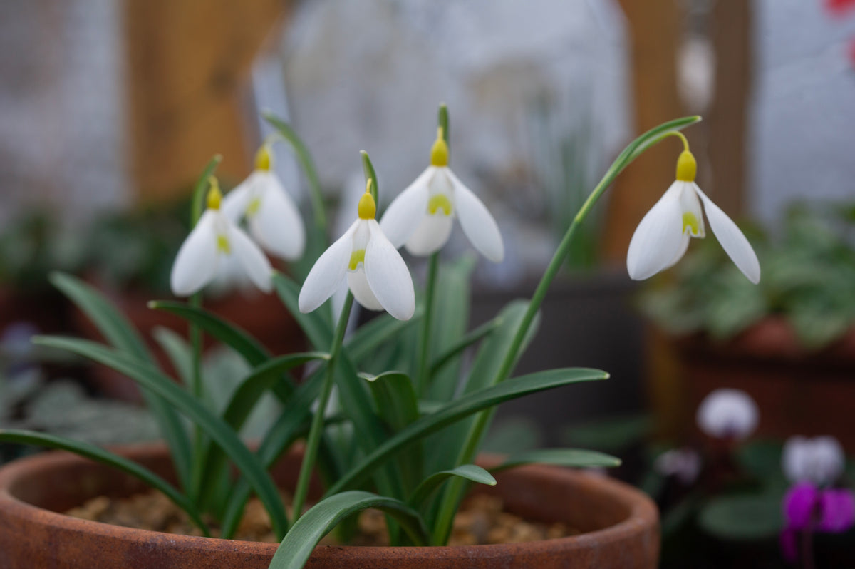 Galanthus x valentinei 'Elena Lucy' snowdrop – photo 2