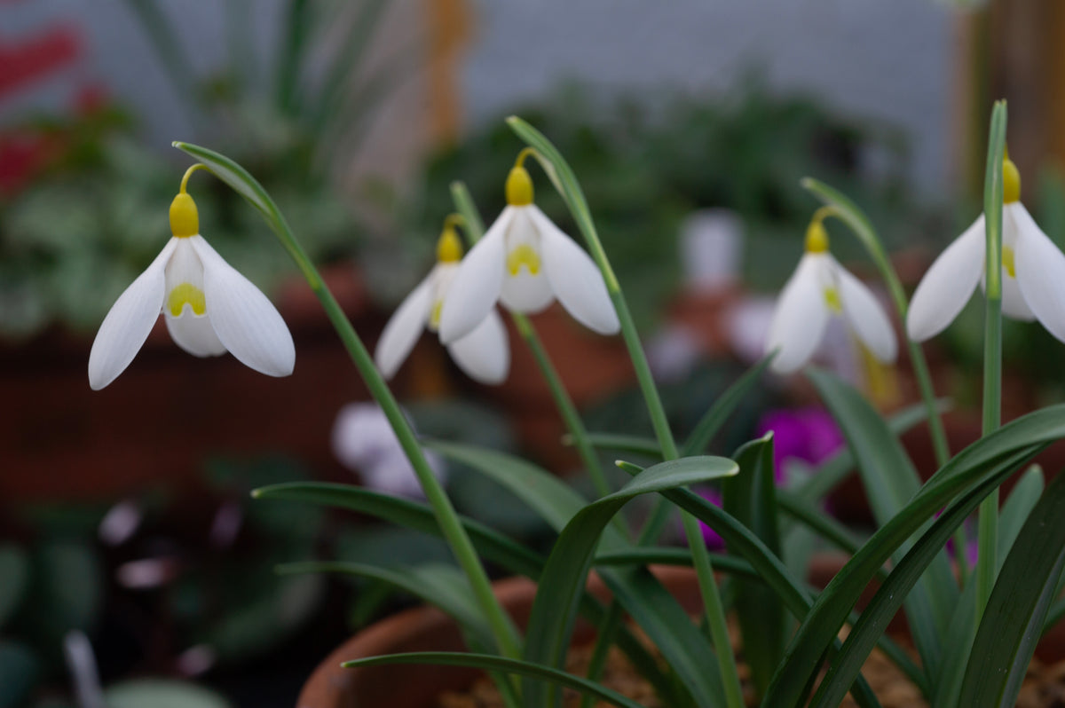 Galanthus x valentinei 'Elena Lucy' snowdrop – photo 6