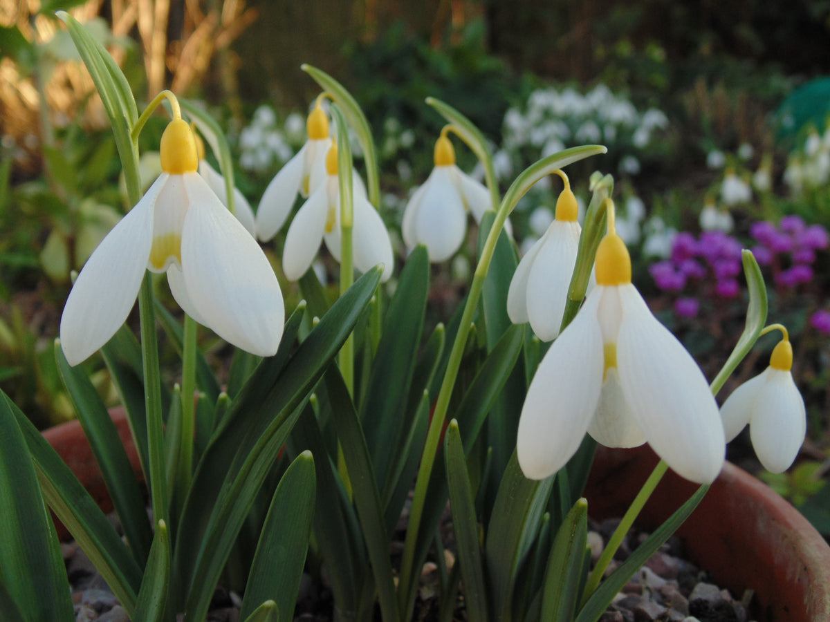 Galanthus x valentinei 'Elena Lucy' snowdrop – photo 10