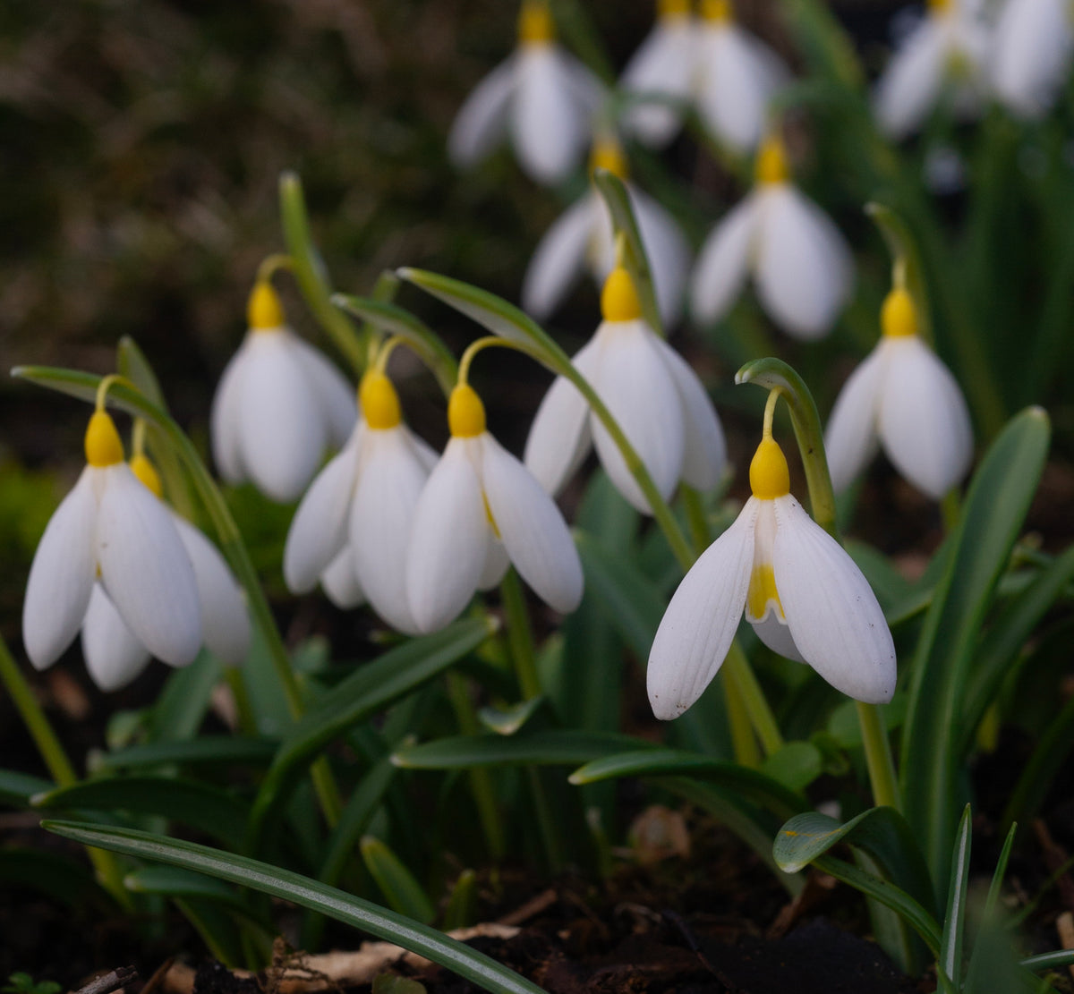 Galanthus x valentinei 'Elena Lucy' snowdrop – photo 8