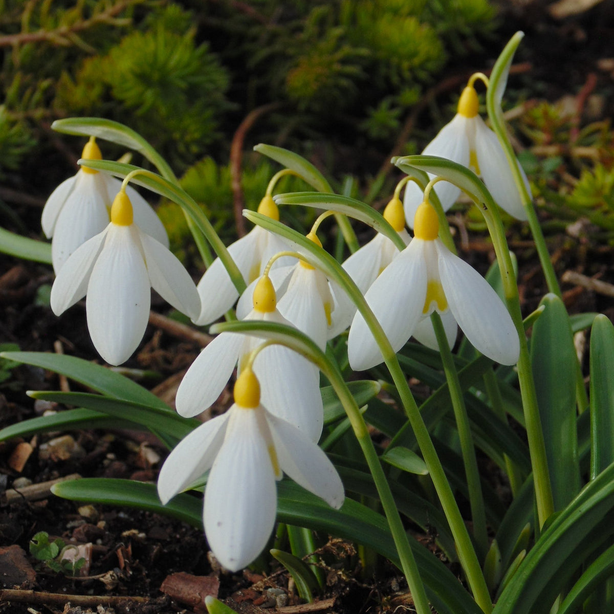 Galanthus x valentinei 'Elena Lucy' snowdrop flower