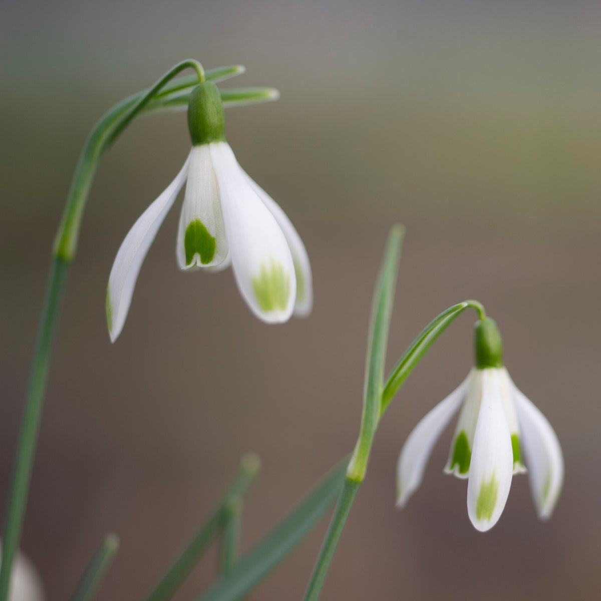 Galanthus nivalis 'Elfin' snowdrop flower