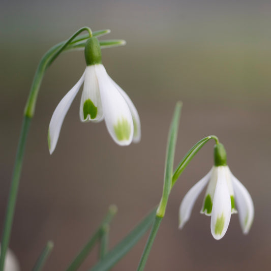 Galanthus nivalis 'Elfin' snowdrop flower