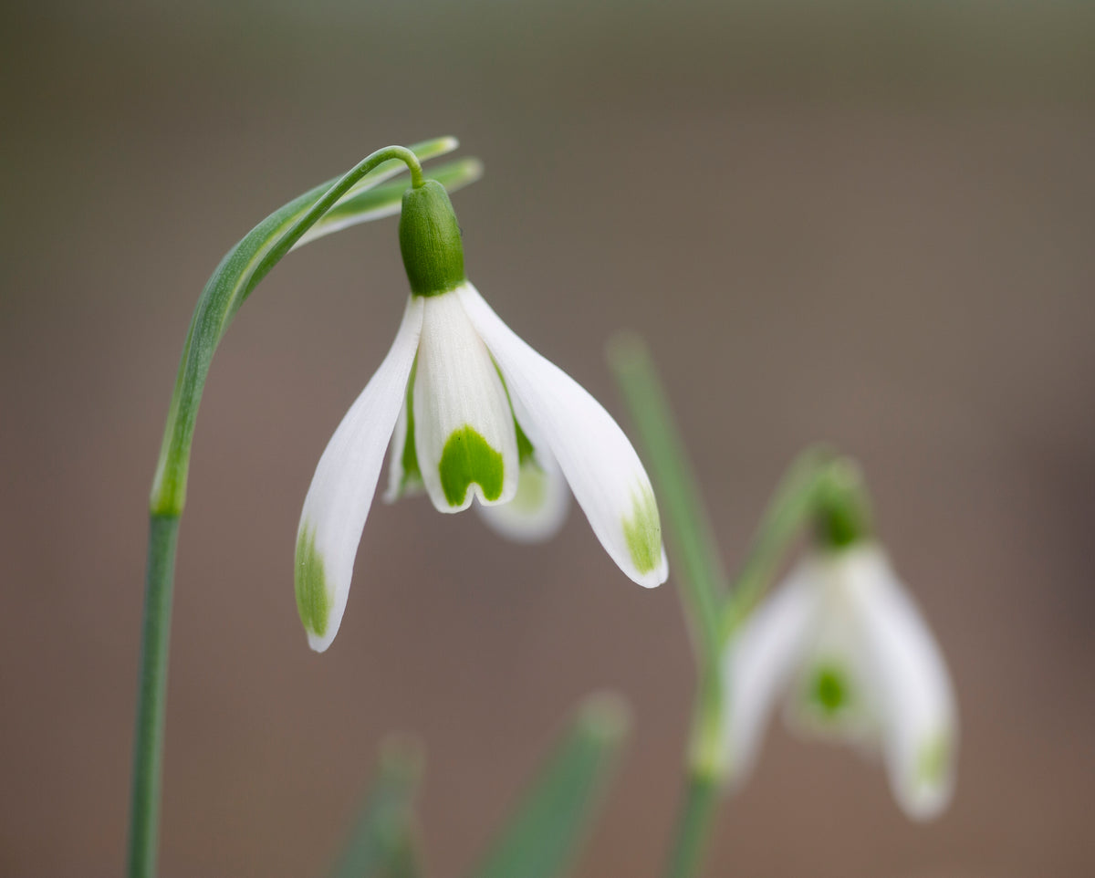 Galanthus nivalis 'Elfin' snowdrop – photo 2