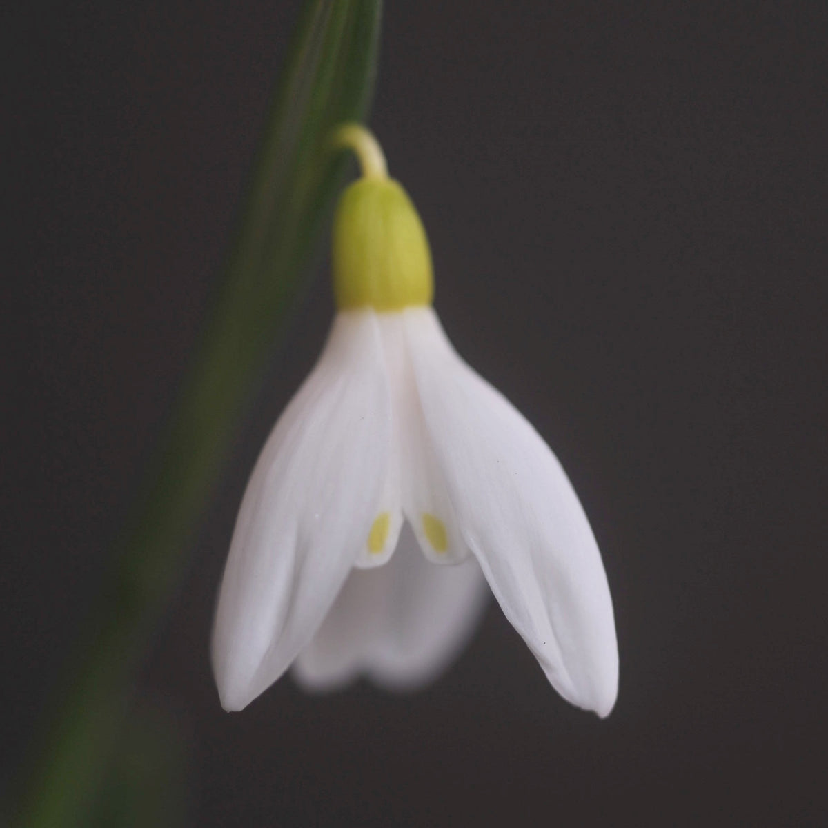 Galanthus woronowii 'Elizabeth Harrison' snowdrop – photo 3