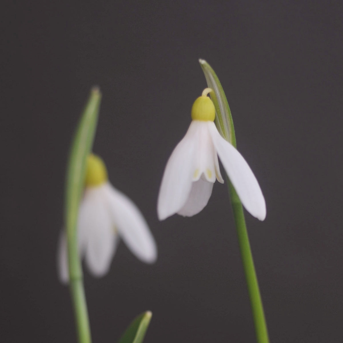 Galanthus woronowii 'Elizabeth Harrison' yellow snowdrop flower
