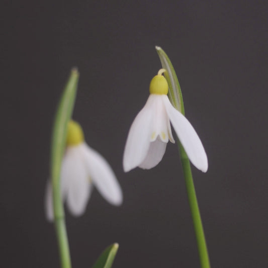 Galanthus woronowii 'Elizabeth Harrison' yellow snowdrop flower